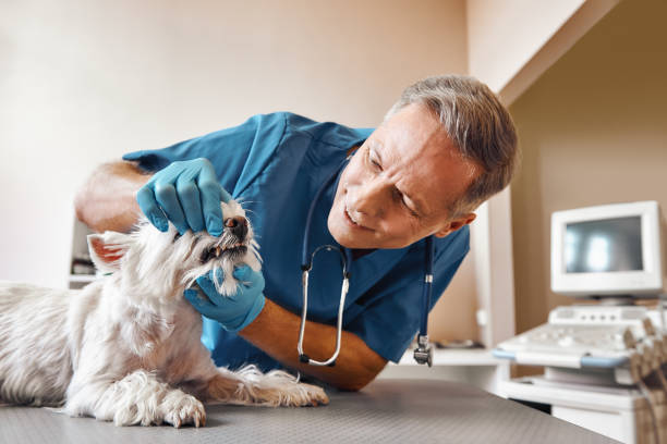 Best Emergency Dental Extractions in Thunder Mountain, NM